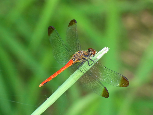 田んぼの赤トンボ（1） | 虫散歩