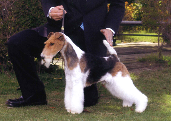 英国BESWICK製フィギュリンワイヤーフォックステリア犬約20cm