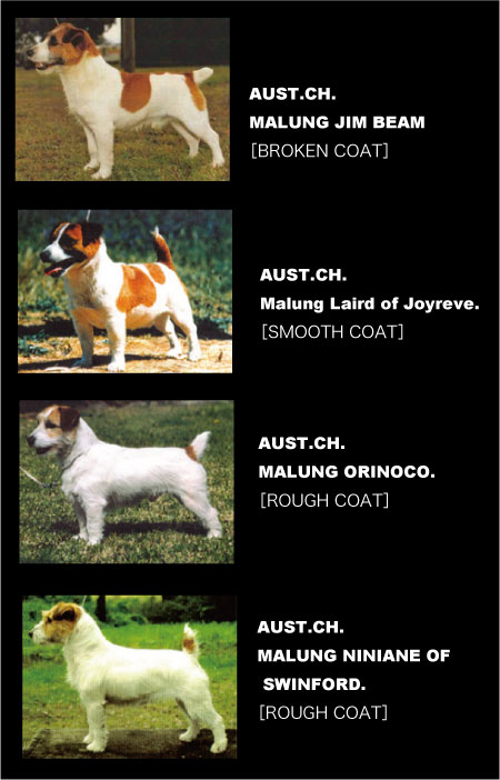 ルーツ | Clumber Up News