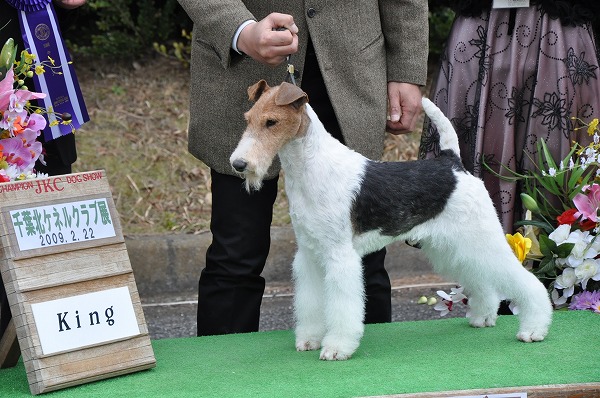 アンティーク フォックステリア　Kunstlerschutz ワグナー　犬 アンティーク フォックステリア Kunstlerschutz ワグナー 犬