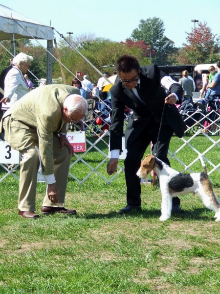 Wire fox terrierの魅力とは? | Clumber Up News Wire fox terrierの魅力とは? | Clumber Up News