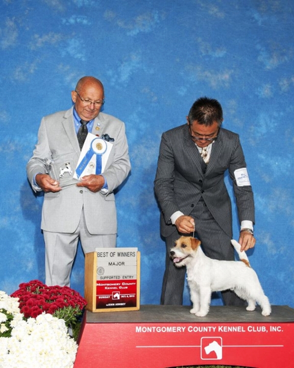 AMERICAN KENNEL CLUB☆ケネルクラブ　トレーニングリード☆B AMERICAN KENNEL CLUB☆ケネルクラブ トレーニングリード☆B