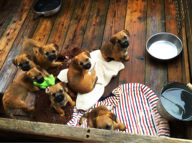 Image result for border terrier 犬 邪悪な