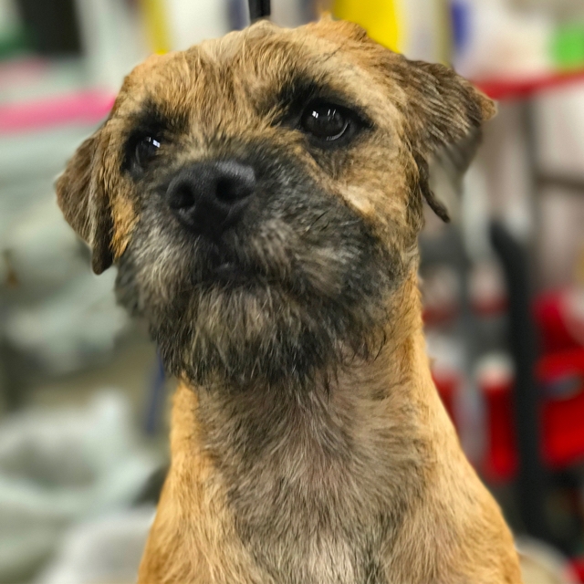 Image result for 犬 border terrier 美しい