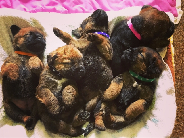 Image result for Border Terrier 犬 公園で走る