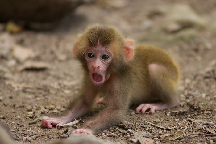 サル - Monkey - JapaneseClass.jp