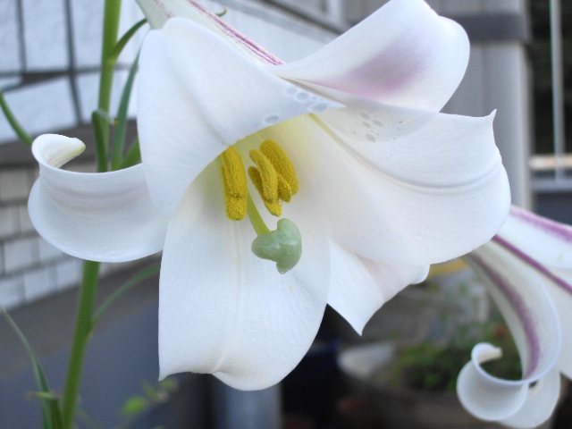 あ〜きゃん♬様 高品質 チャロアイト スター 星 握り石