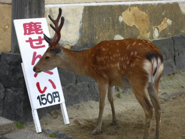 【鹿せんべい様用】定価32,000円HIGH STREET Mサイズ 奈良3 鹿の街 | ザ・ストーンズ日記 SHRI