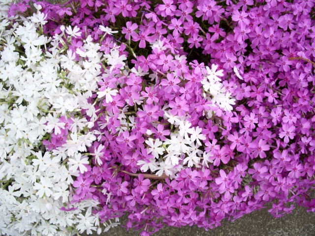 30年に一度のピンク翡翠・小さな勾玉 | ザ・ストーンズ日記 SHRI