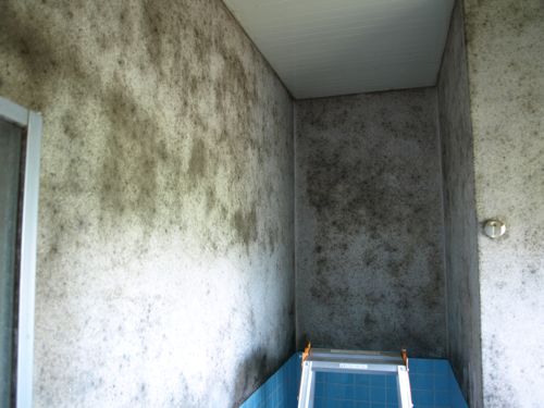 浴室 壁 モルタル カビ