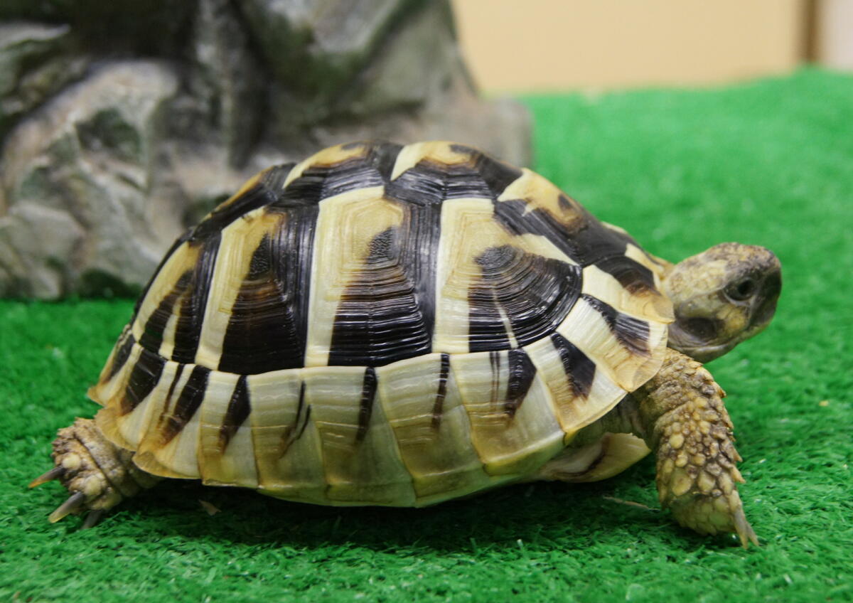 地域一番のカメ・亀・かめさんの種類が多いお店！？ | ペットプラザ