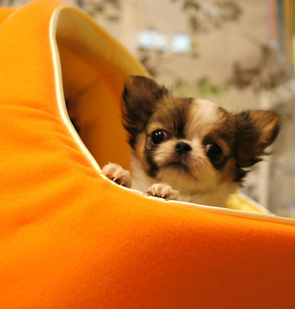 絶笑顔！！・・・極小ちわわちゃん（○＾o＾○） | ペットプラザ高槻店