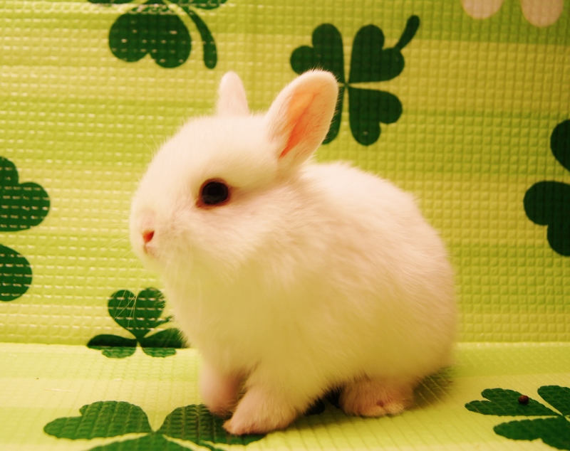 激カワうさぎちゃんベイビーご紹介ヾ(・∀・)ﾉ | ペットプラザ高槻店ブログ