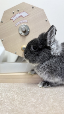 本店】うさぎ星の新年1発目といえば！？ | うさぎ星 スタッフブログ