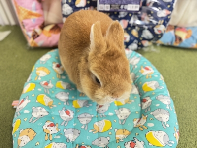 本店】🌈かわいい新商品🐰 | うさぎ星 スタッフブログ