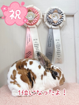 本店】ラビットショー👑 | うさぎ星 スタッフブログ