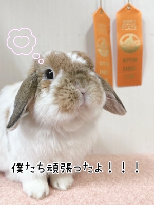本店】ラビットショー👑 | うさぎ星 スタッフブログ