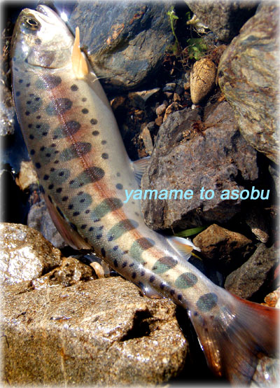 オールドビーチ クワイエットループ | yamame to asobu | やまめ