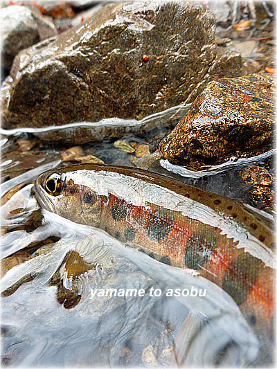 2012年03月の記事 | yamame to asobu | やまめとあそぶ