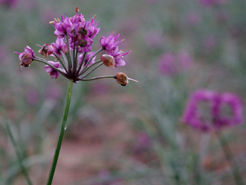 花らっきょう栽培 Pudish