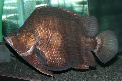 H23・8・14 スーパーショートメニーバータイガー画像