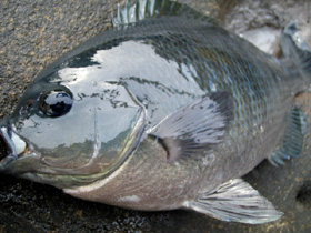 長崎県の五島列島でグレ釣り | 上海のお昼ご飯!