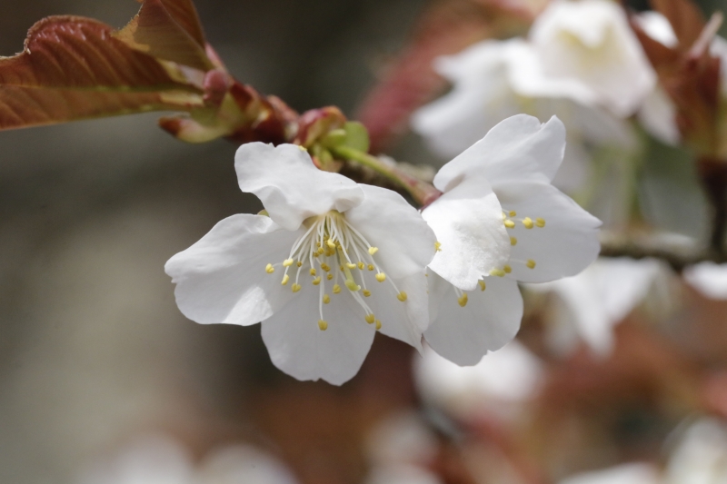 奥ゆかしく開く 山桜花 | オオヌマズの玉手箱
