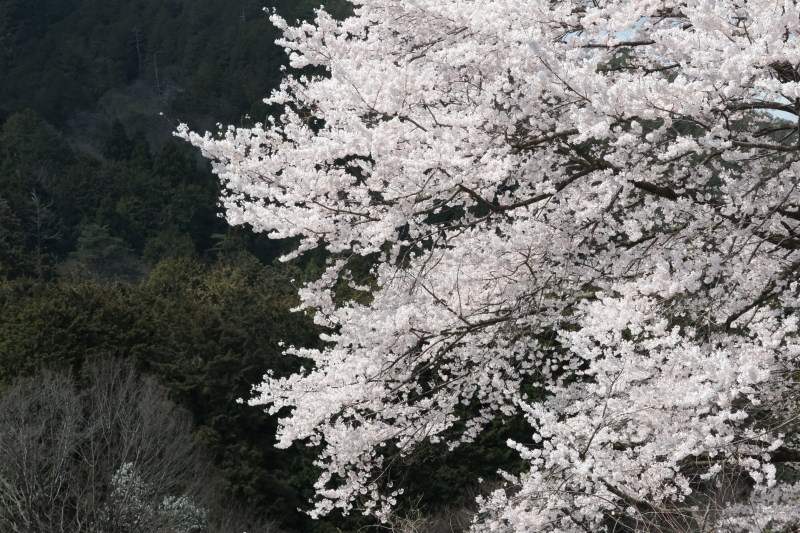 和平桜が醸す空気 さくら・さくら2026 | オオヌマズの玉手箱