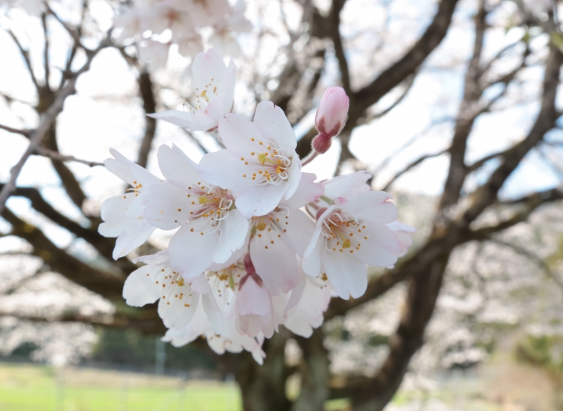 和平桜が醸す空気 さくら・さくら2026 | オオヌマズの玉手箱