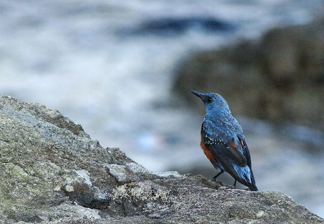 イソヒヨドリの幼鳥 | 田舎写真館