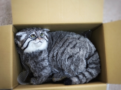 マヌルネコ レフ君 | 猫人形の部屋 隻眼の猫