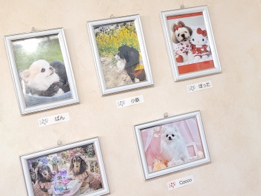 水筒 肩紐カバー ボーダーとお星様×お花と動物柄 細めタイプ 専用