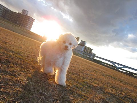 סɥեȥҥåȥסɥ뤫襤ҸʸܶhundehutteƸסɥ륷硼ץ֥꡼סɥ륫åȥȥסɥ329.jpg