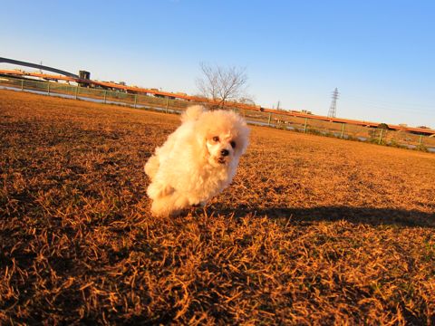 סɥեȥҥåȥסɥ뤫襤ҸʸܶhundehutteƸסɥ륷硼ץ֥꡼סɥ륫åȥȥסɥ339.jpg