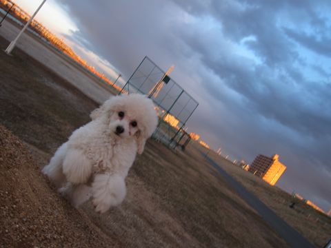 סɥեȥҥåȥסɥ뤫襤ҸʸܶhundehutteƸסɥ륷硼ץ֥꡼סɥ륫åȥȥסɥ347.jpg