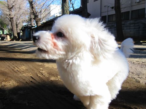 ӥե꡼եȥҥåȥߥ󥰥ӥե꡼֥꡼Ҹ襤ӥ󤳤ʸܶӥ᥹ʤΤhundehutte124.jpg