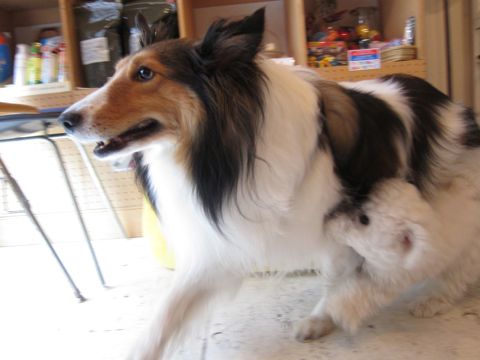 åȥɥץɥåȥߥʸեȥҥåhundehutteƥޡåȸ뤵кåȥɡץɥååShetland Sheepdog1.jpg