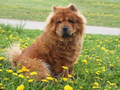 Image result for ç¬ chow chow æ£®ãæ©ã
