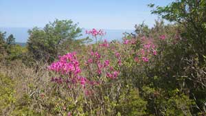 日浦登山口から銅山越・東山へ・・・・・ | 三日坊主の・・・いつまで続けられるかな?