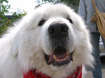 Resultado de imagen para great pyrenees ç¬ ããã³