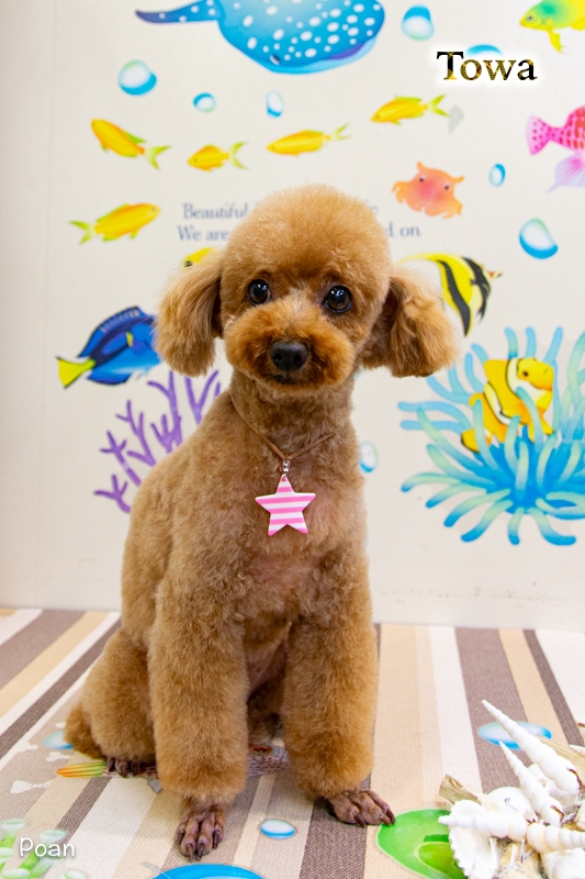 2025年09月の記事 | ぽ庵