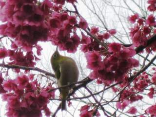 花鳥画展」 | 青い日記帳