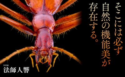 昆虫の超美麗写真集『神秘の標本箱 ‐昆虫‐』 | 青い日記帳