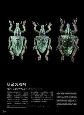 昆虫の超美麗写真集『神秘の標本箱 ‐昆虫‐』 | 青い日記帳