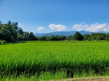 8月 | 田んぼの様子