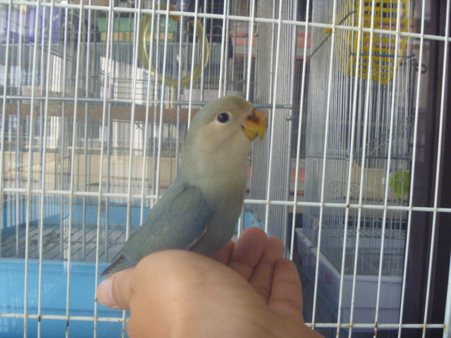 コザクラインコ 手乗り | LOVEBIRDFUKUOKA（ラブバードフクオカ