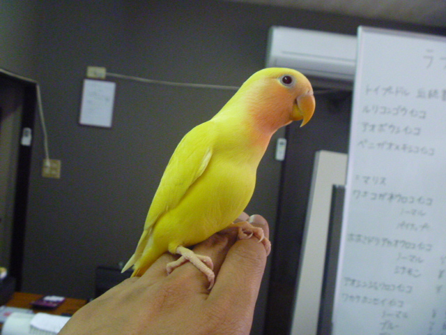 コザクラインコ 手乗り | LOVEBIRDFUKUOKA（ラブバードフクオカ