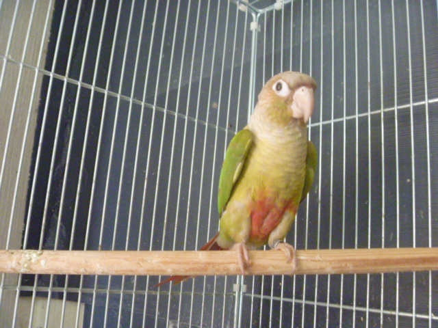 ホオミドリアカオウロコインコ　レジンヘアゴム　カラーのみ ホオミドリアカオウロコインコ レジンヘアゴム カラーのみ