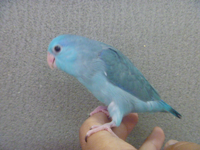 マメルリハ ブルー ヒナ 手乗り | LOVEBIRDFUKUOKA（ラブバード