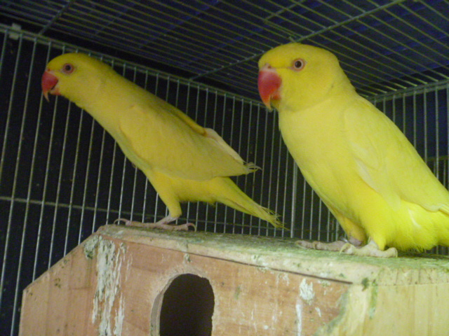 ワカケホンセイインコ ルチノー ペア 性別鑑定済 | LOVEBIRDFUKUOKA